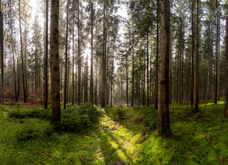 Landschaft um den Titisee - Schwarzwald 