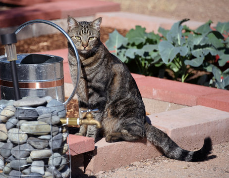Tabby cat sitting in a garden gehind a watering can