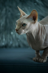 Cute Sphynx Canadian Hairless sits on a dark couch