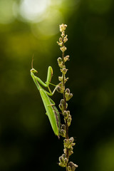 Praying mantis in the natural environment, wildlife, macro, detail, close up, Mantis religiosa