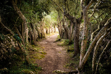 camino en el bosque entre árboles frondosos