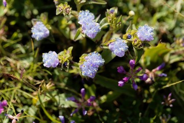Flower of a Cyanotis plant in Ethiopia.
