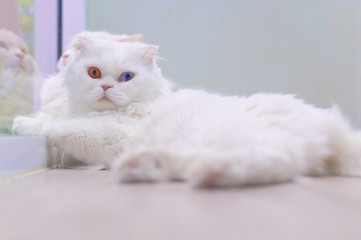 Young cute cat resting on wooden floor. The Scottish Fold long-haired pedigreed kitten. Two eye colors cat