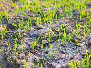 Sprouts of a crop in a field at sunset. Young shoots on the field at sunset. Green grass close-up. Harvest and farming concept