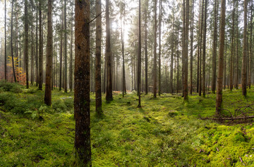 Landschaft um den Titisee - Schwarzwald 