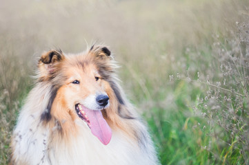 Gold hairy gorgeous rough collie portrait