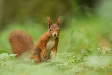 Cute Red squirrel in the natural evironment, wildlife, close up, silhouete, Sciurus vulgaris