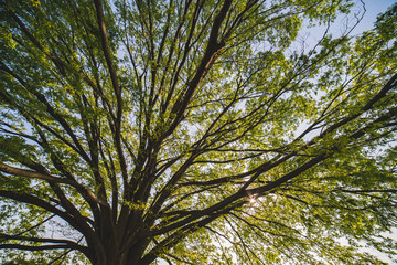 下から見上げた巨木