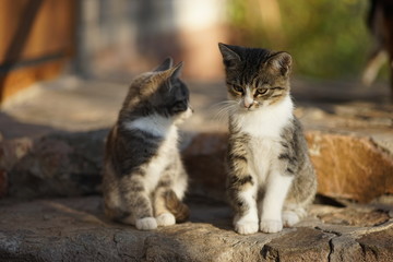Naklejka na ściany i meble two gray kittens sitting on the stone steps outdoor.