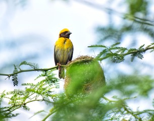 bird on a branch