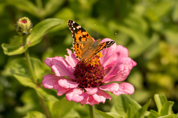 Butterfly called 