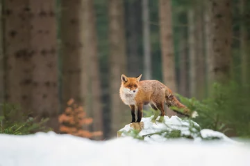 Foto op Plexiglas Kaki Schattige rode vos in de natuurlijke omgeving, Vulpes vulpes, Europa