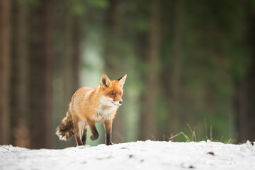 Cute Red fox in the natural environment, Vulpes vulpes, Europe