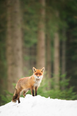Naklejka na ściany i meble Cute Red fox in the natural environment, Vulpes vulpes, Europe