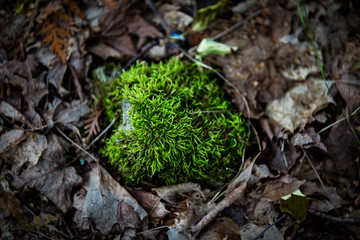 green moss on the forest floor
