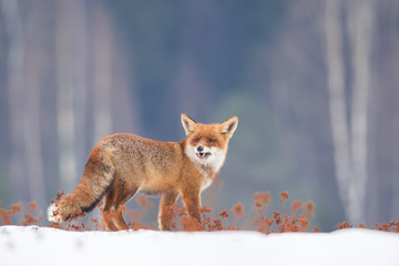 Cute Red fox in the natural environment, Vulpes vulpes, Europe