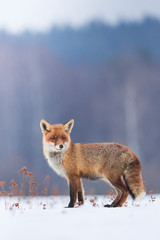 Cute Red fox in the natural environment, Vulpes vulpes, Europe