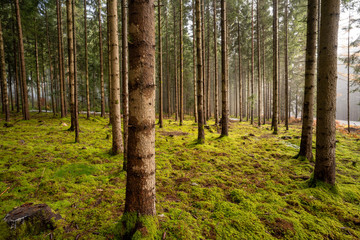 Obraz premium Landschaft um den Titisee - Schwarzwald 