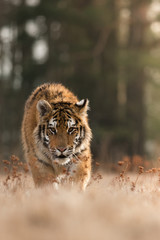 Siberian tiger in the natural environment, close up, silhouette, Panthera tigris altaica