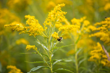 bee on yellow flower