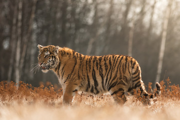 Fototapeta na wymiar Siberian tiger in the natural environment, close up, silhouette, Panthera tigris altaica