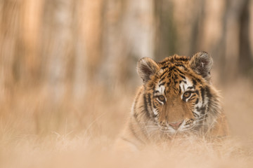Siberian tiger in the natural environment, close up, silhouette, Panthera tigris altaica