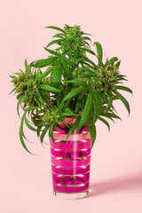 Medical Marijuana Buds or Hemp Flowers Cut From Cannabis Plant in Striped Glass on Pink Background