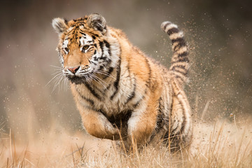 Siberian tiger in the natural environment, close up, silhouette, Panthera tigris altaica