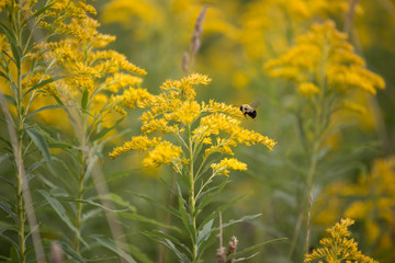 bee on yellow flower