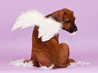 Adorable puppy sitting backwards wearing white angel wings