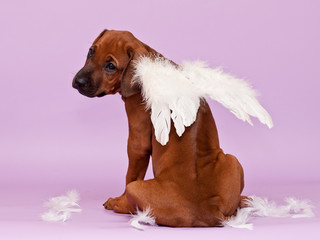 Adorable puppy sitting backwards wearing white angel wings