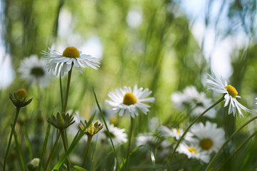 Chamomile in high grass