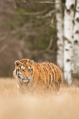 Obraz premium Siberian tiger in the natural environment, close up, silhouette, Panthera tigris altaica