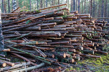Deforestation forest - felling trees in woods. Forestry industry. Pile of felled pine trees in the...