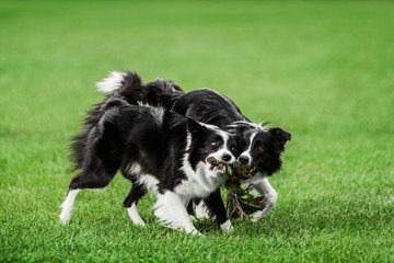 two border collie playing pulling tug rope toy