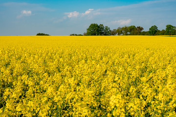 Obraz premium yellow field of oilseed rape