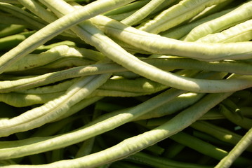 green beans is raw, harvested on wooden background. legumes, vegetarianism and gardening