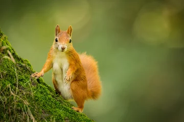 Fotobehang Cute Red squirrel in the natural evironment, wildlife, close up, silhouete, Sciurus vulgaris © JAKLZDENEK