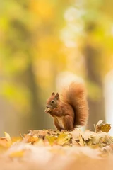 Fototapeten Cute Red squirrel in the natural evironment, wildlife, close up, silhouete, Sciurus vulgaris © JAKLZDENEK