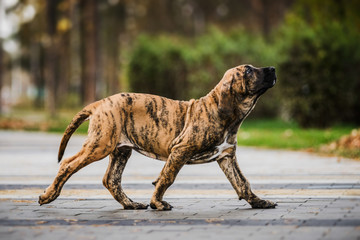 Fila Brasileiro brindle color puppy running, ambling gait, amble
