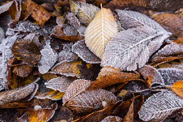 Frost-Covered Autumn Leaves on the Ground in a Close-Up Texture