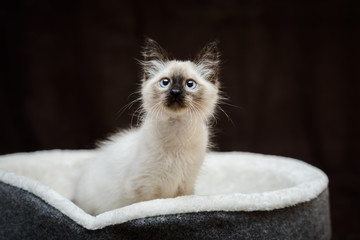 curious playful Siamese fluffy kitten looking up ready to hunt