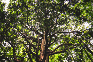 大きな木を見上げる