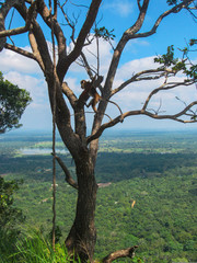 Monkey at the entrance to the Sigiriya Lion rock fortress in Sigiriya, Sri Lanka. 