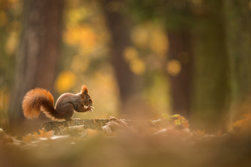 Cute Red squirrel in the natural evironment, wildlife, close up, silhouete, Sciurus vulgaris