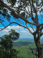 Monkey at the entrance to the Sigiriya Lion rock fortress in Sigiriya, Sri Lanka. 