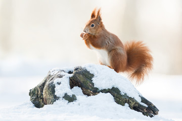 Cute Red squirrel in the natural evironment, wildlife, close up, silhouete, Sciurus vulgaris - obrazy, fototapety, plakaty