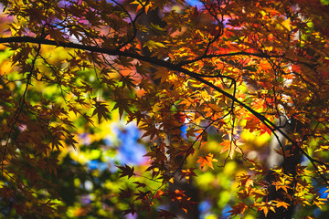 紅葉の紅葉
