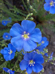 Blue flax flower with green leaves. Photo with flowers