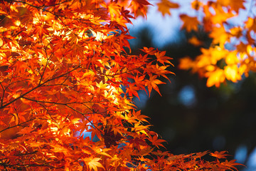 紅葉の紅葉